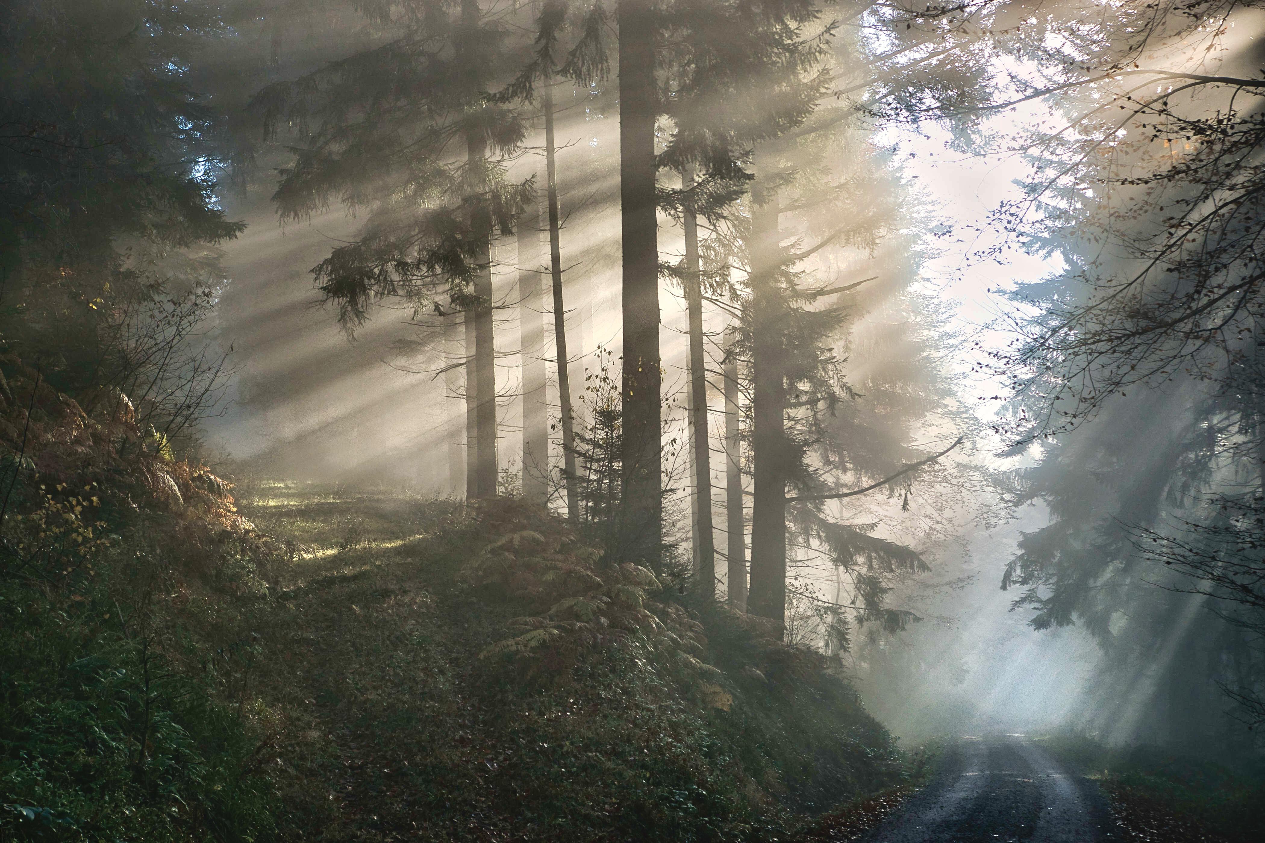 Morning light breaking through the mist on a forest path